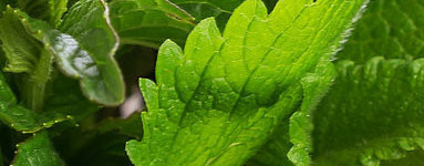 Olje poprove mete (Mentha x piperita)